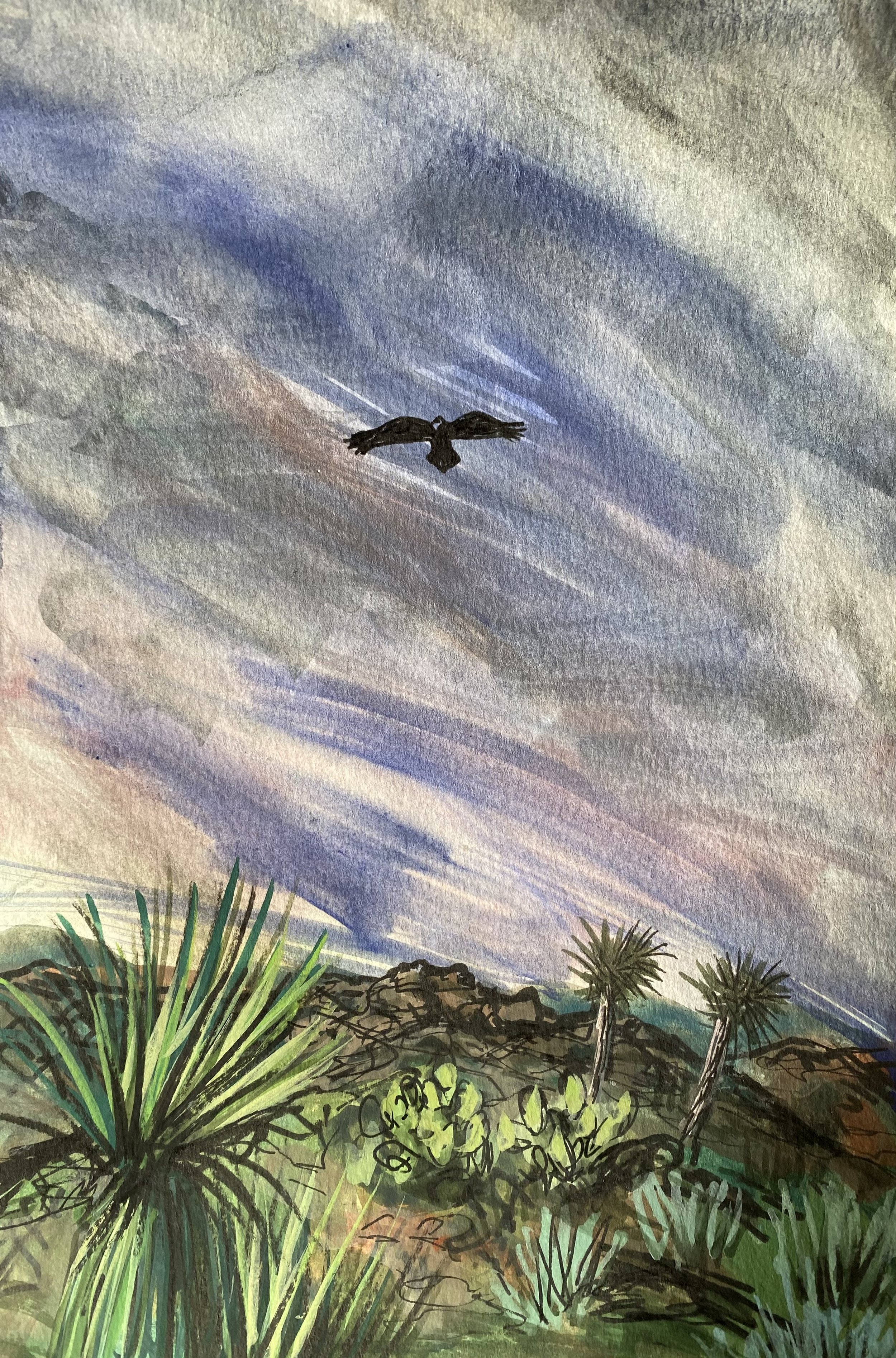 Raven Overhead.jpeg