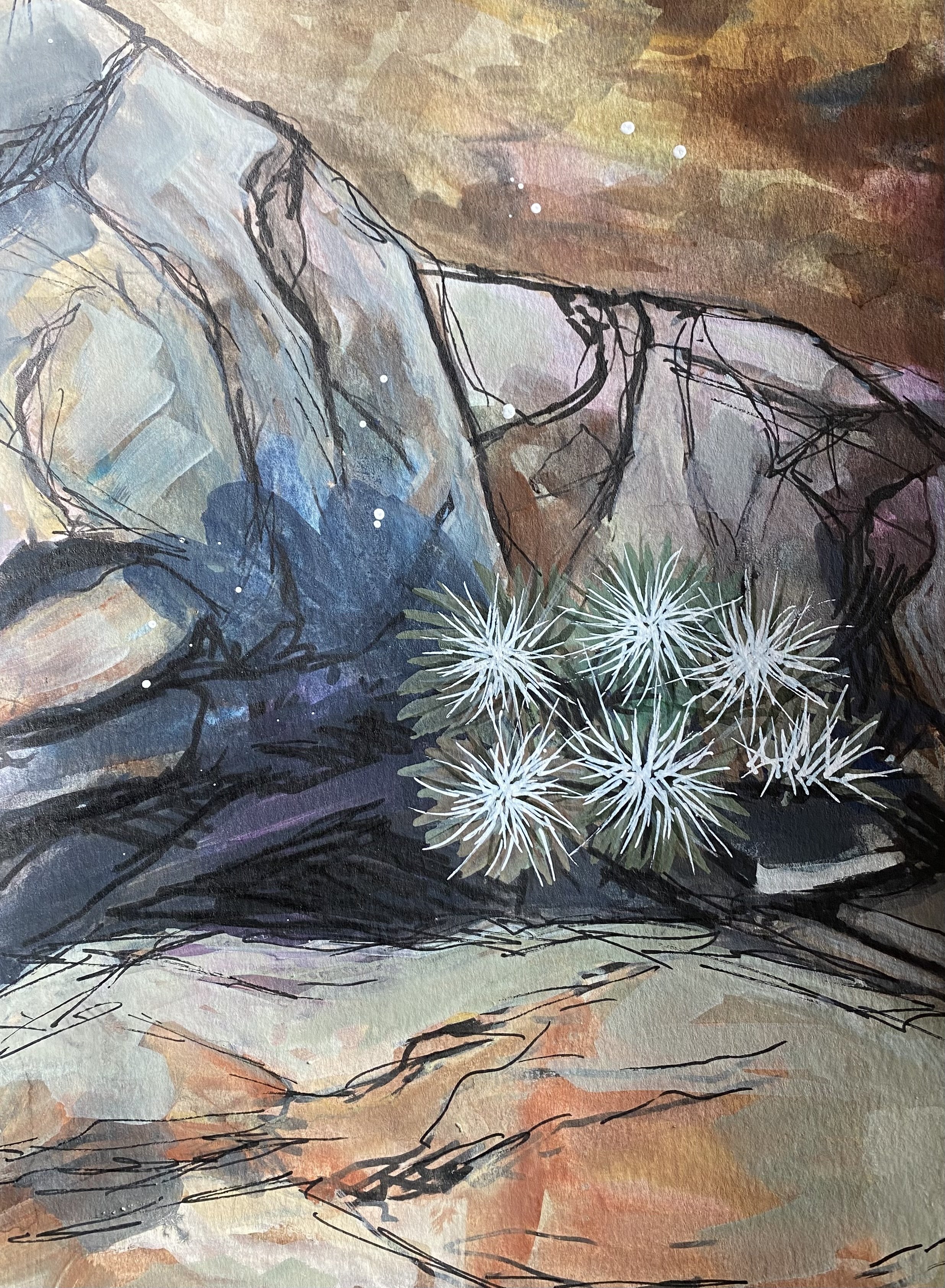 Cholla 1.jpeg
