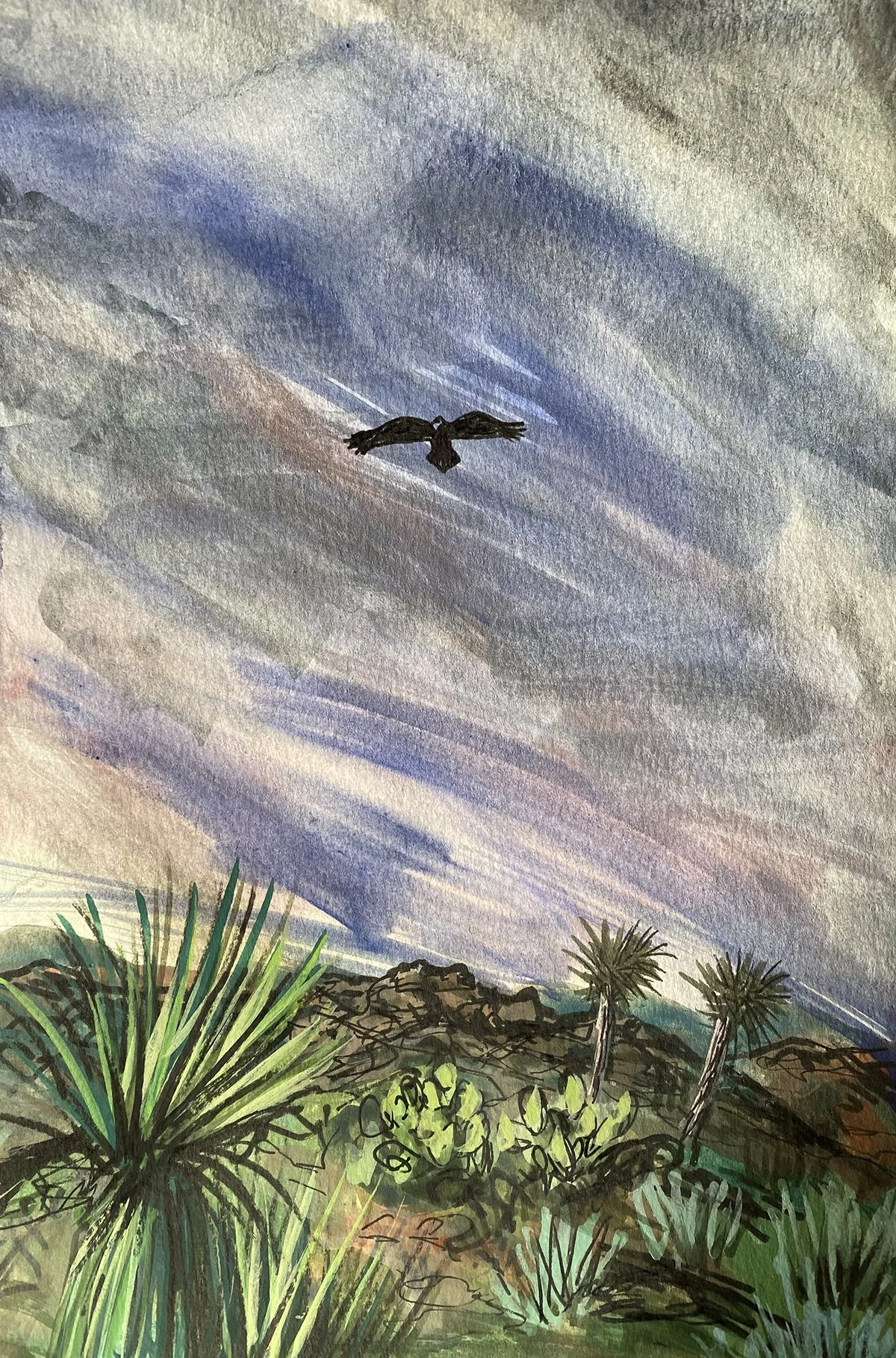 Raven Overhead.jpg