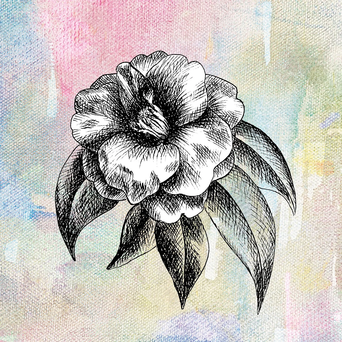 Camellia 1 2.jpg