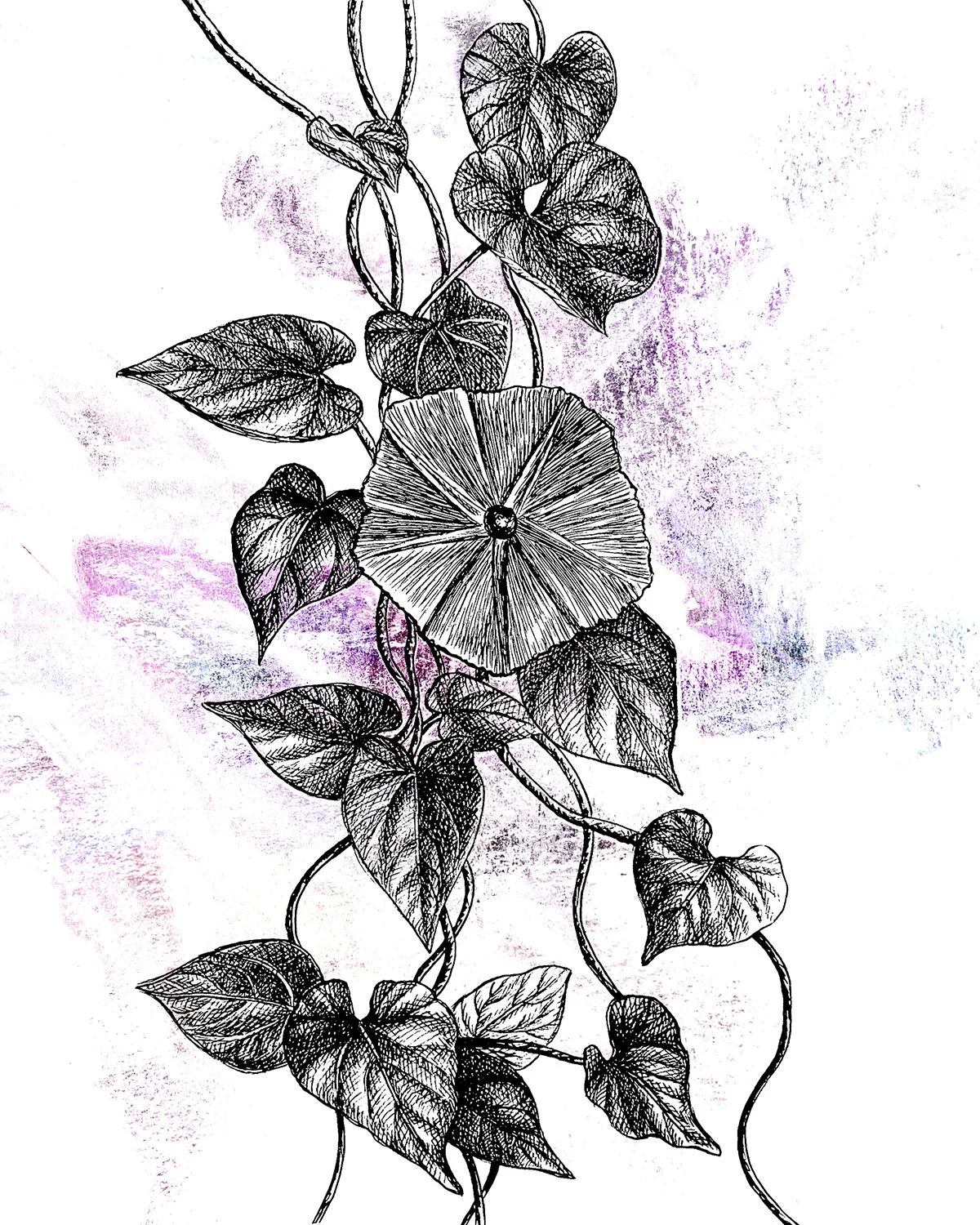 Morning Glory 1.jpg