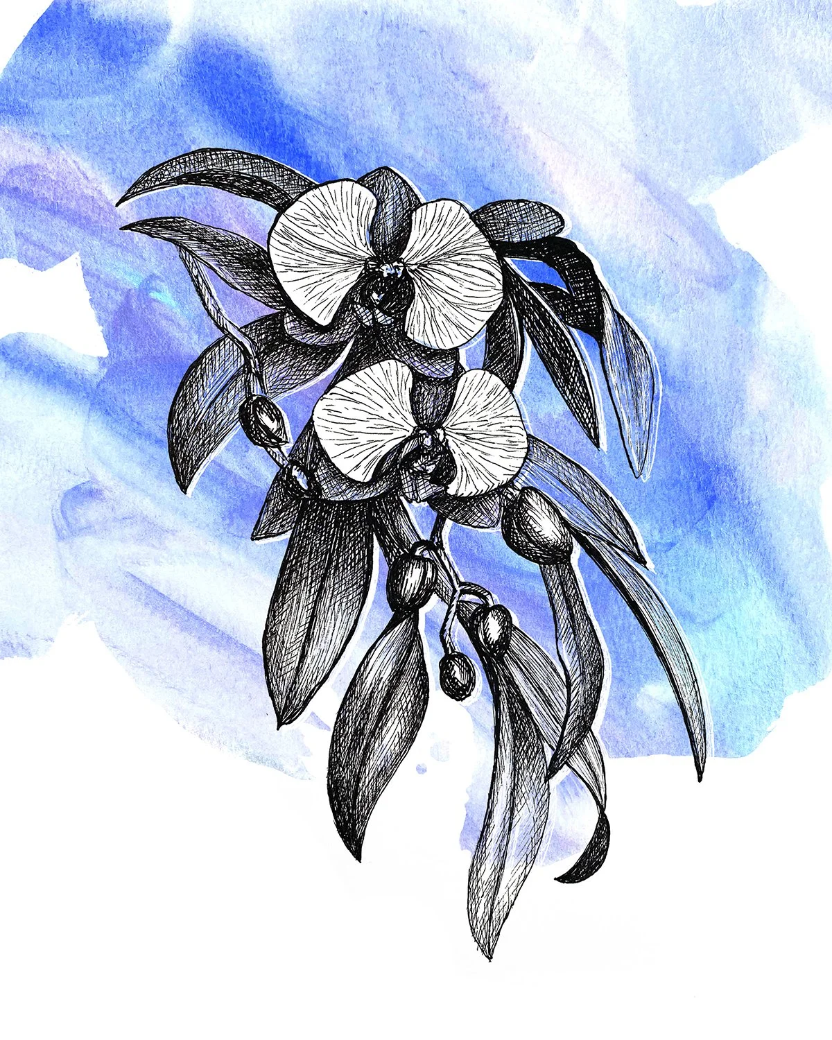 Orchid 2 8x10 11.jpg