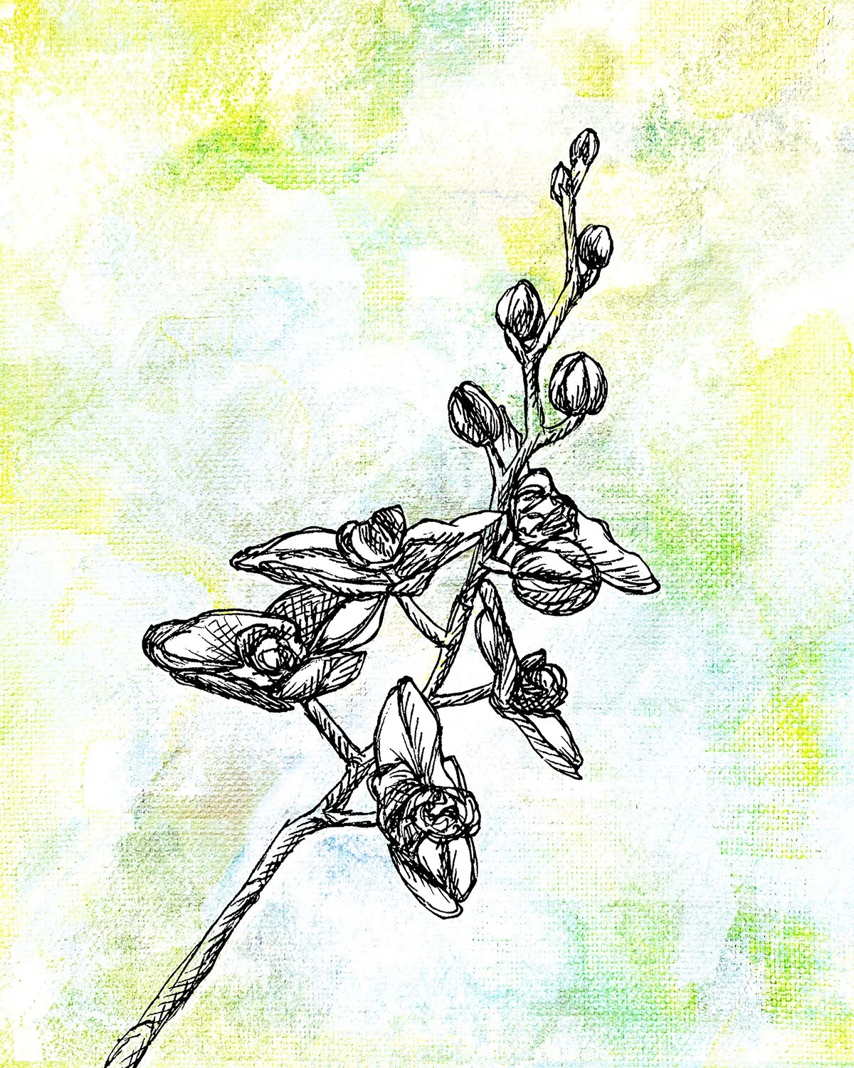 Orchid 4 4.jpg