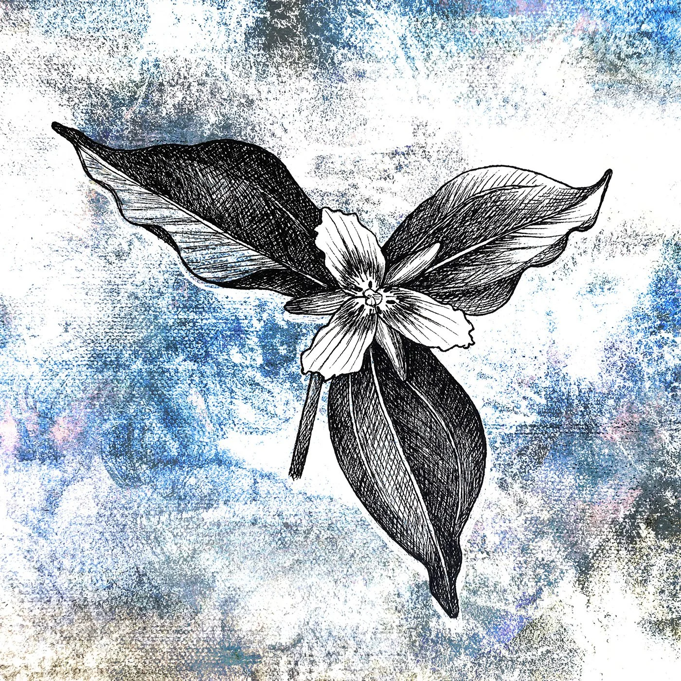 Painted Trillium 15.jpg