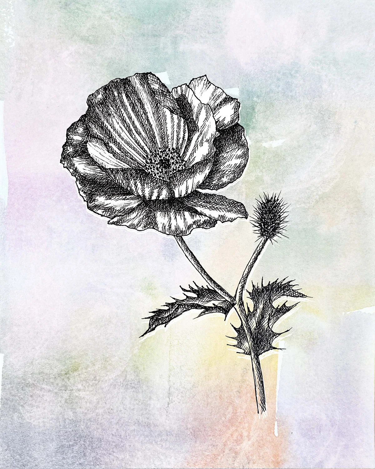Poppy New 5.jpg