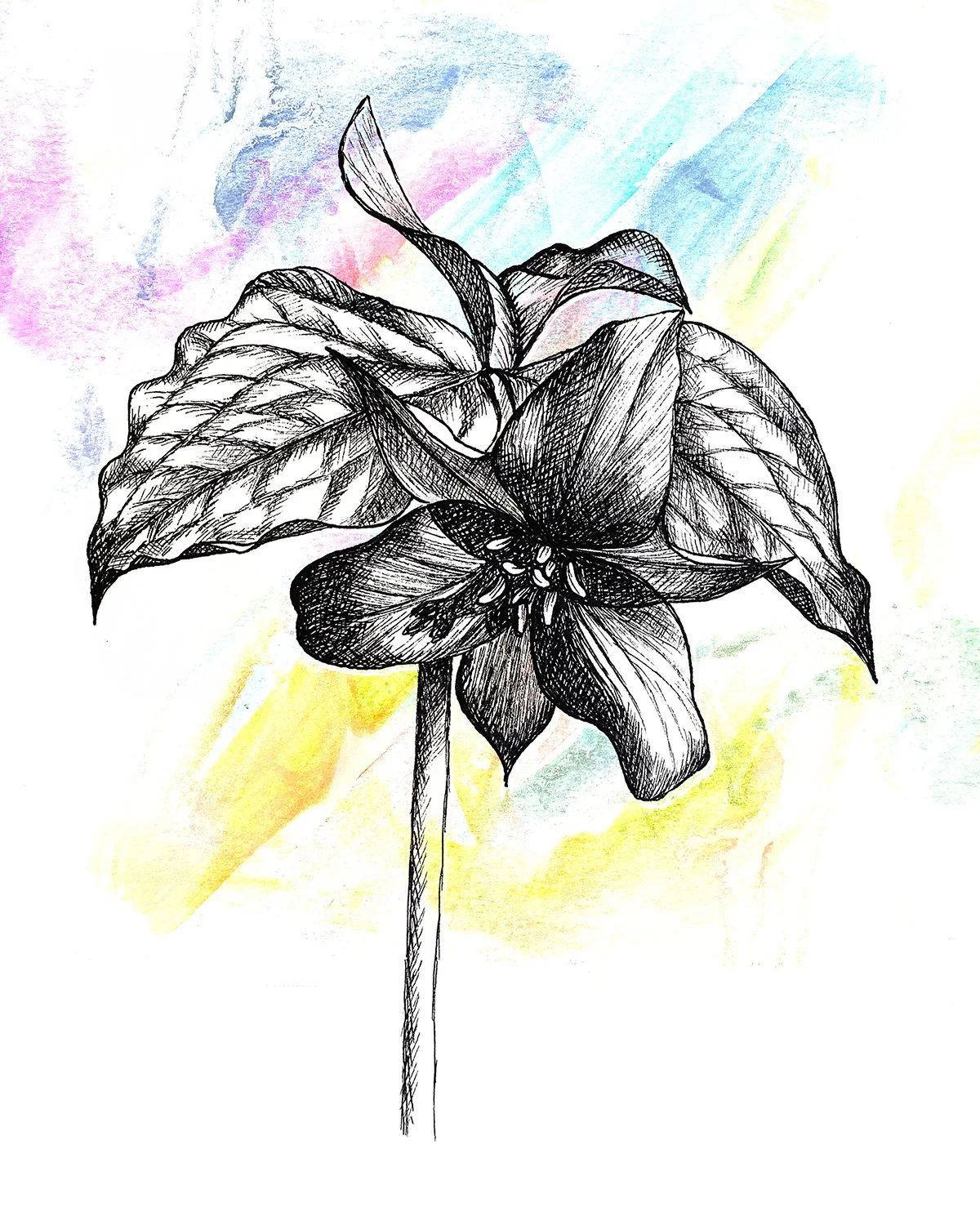 Red Trillium 9.jpg