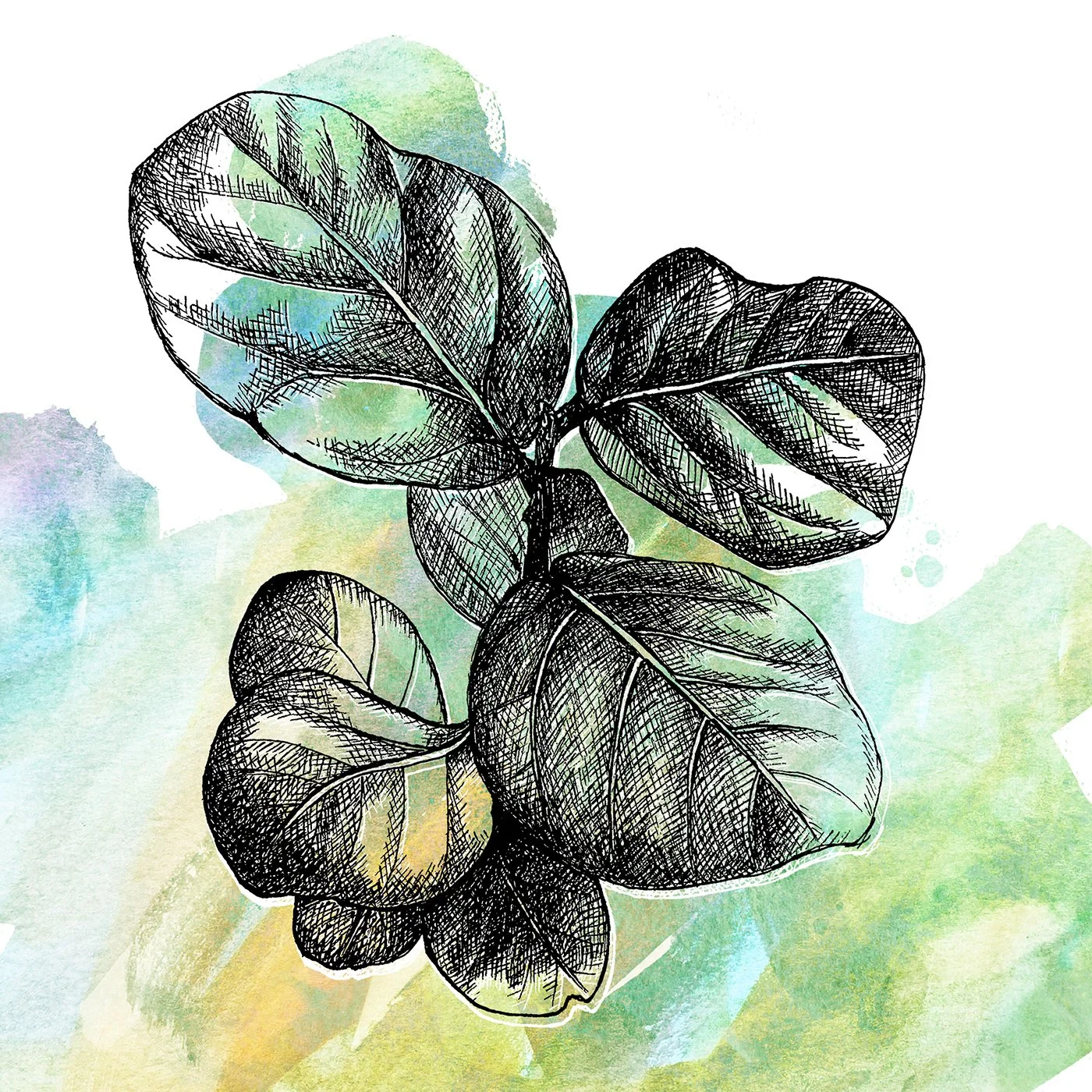 Sea Grape 3.jpg