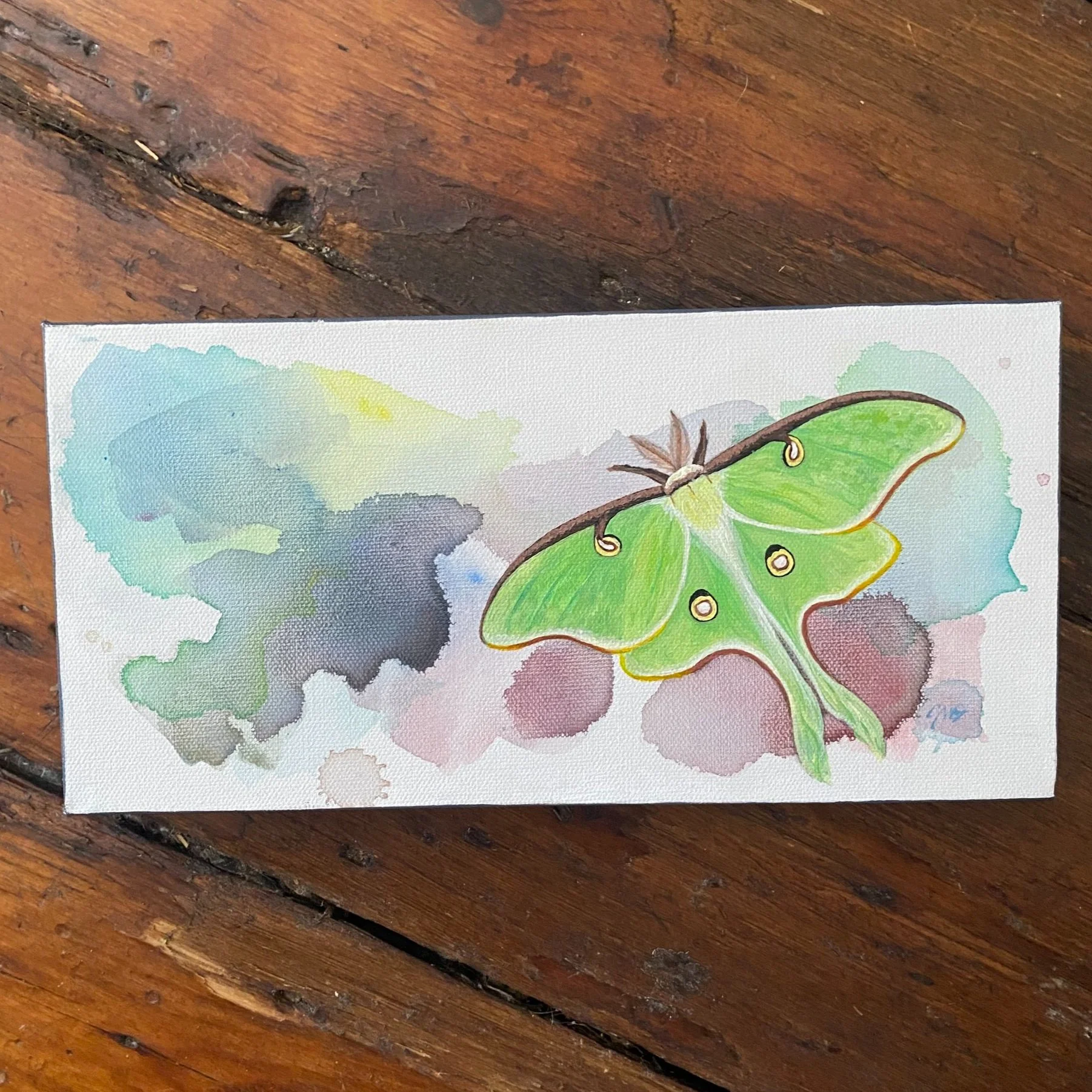 Luna Moth Painting, 6x12" Acrylic on Canvas