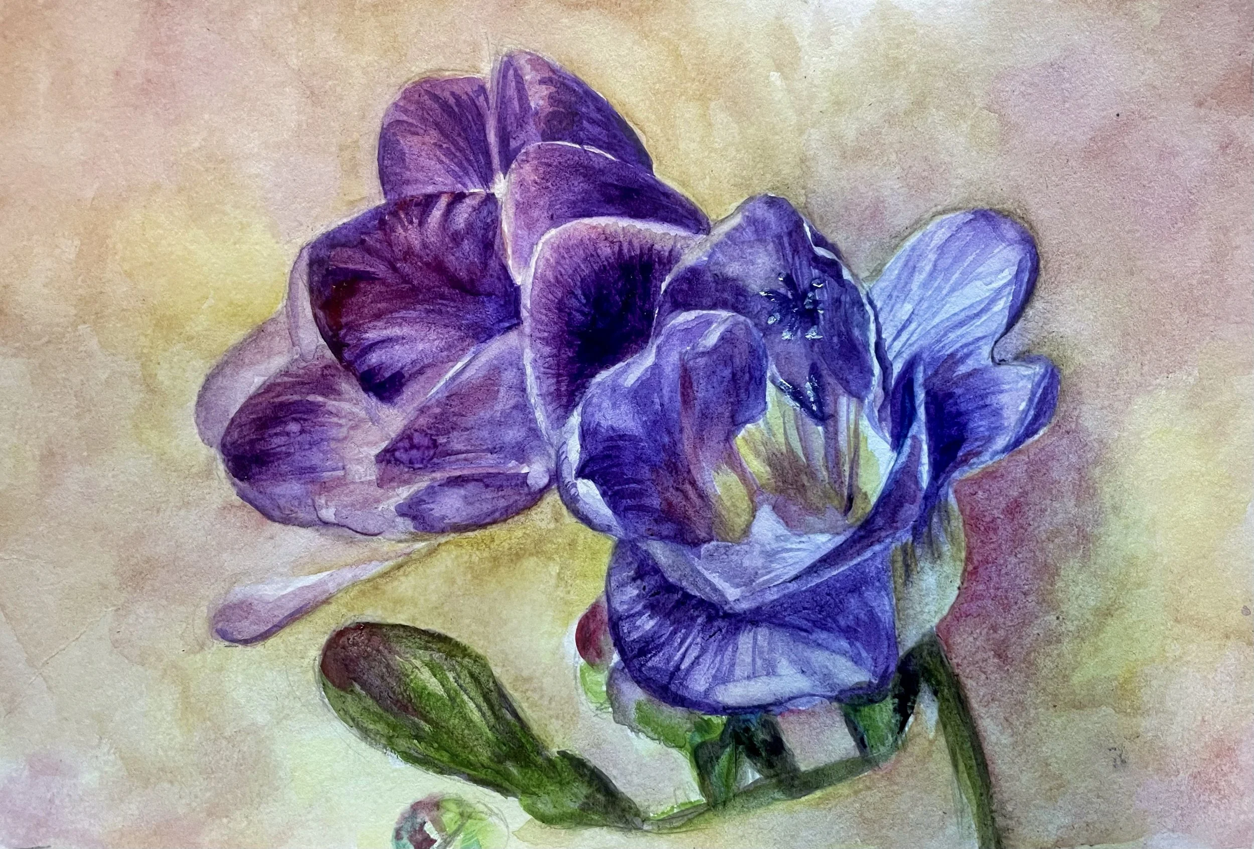 Friendship Freesias.jpeg