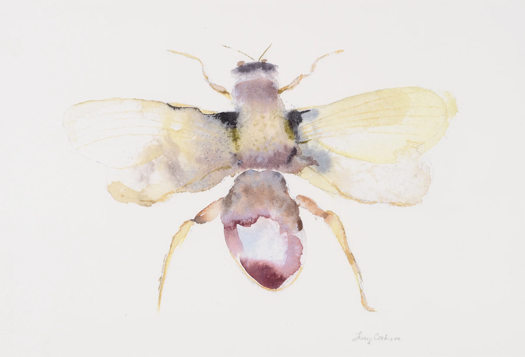 Moth III (Prize), 2009