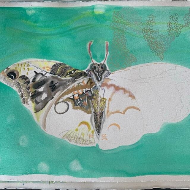 Butterfly in the middle of a metamorphosis.