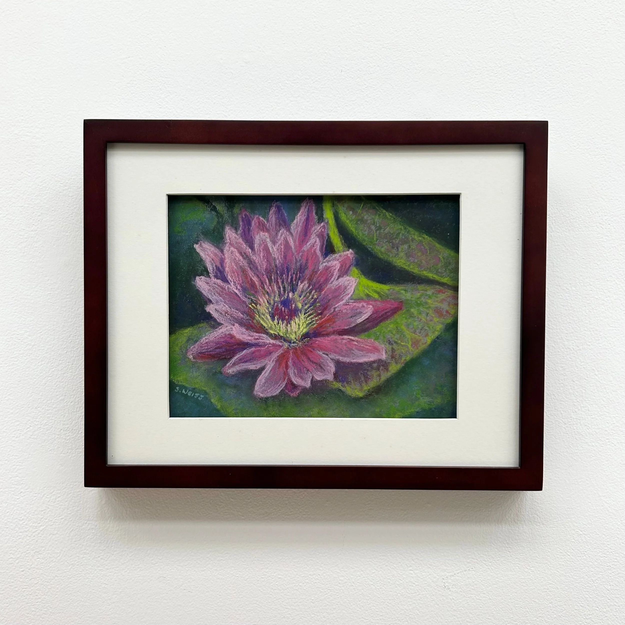 Sharon Weiss: Pink Water Lily, SHW4