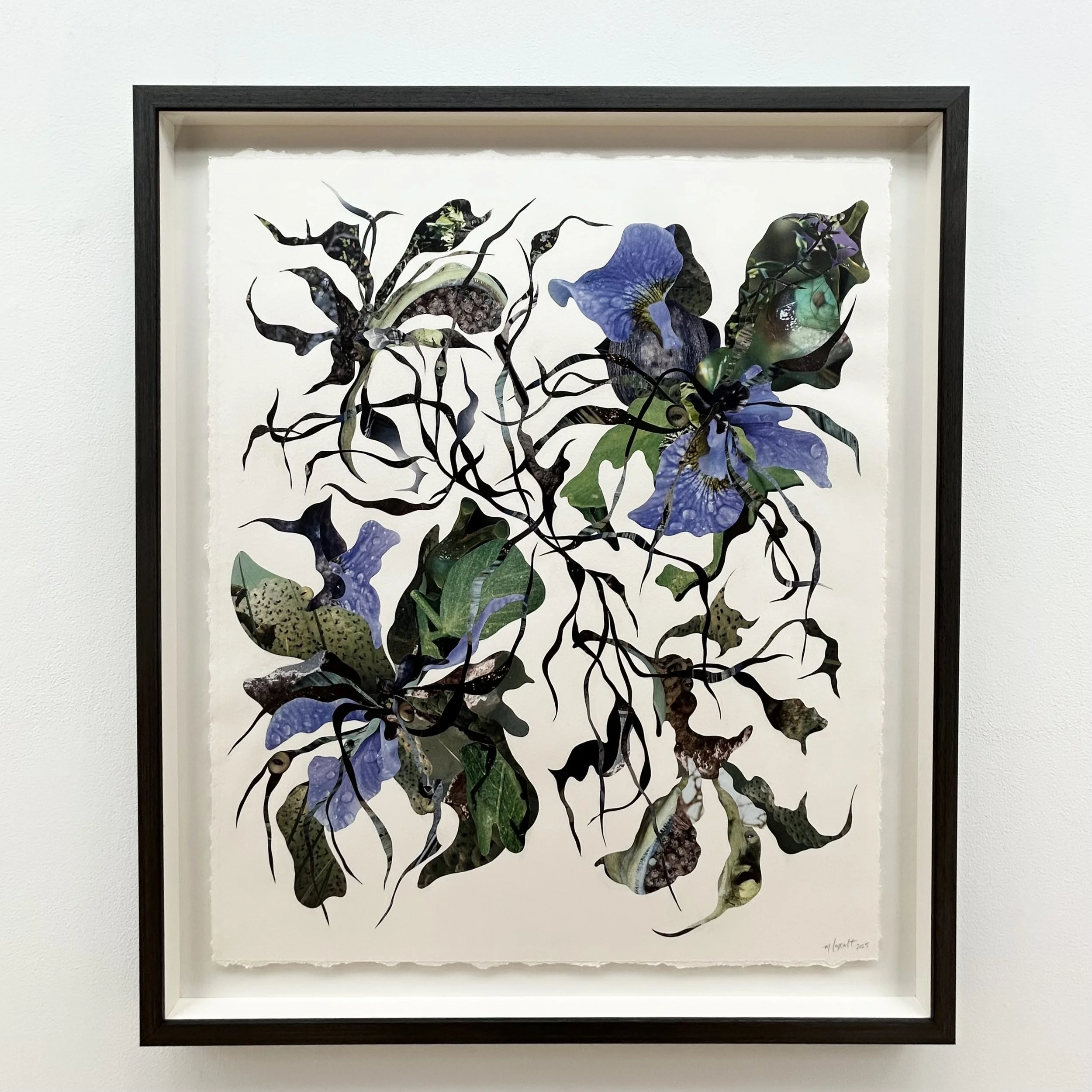 Michelle Laxalt: orchis IV (cat eye), MTL1