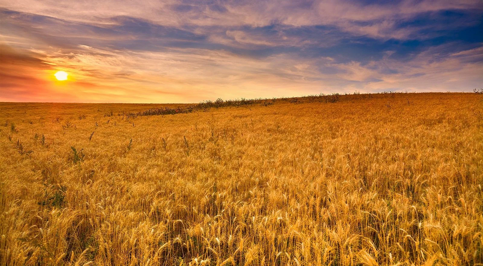 O cultivo do trigo é um dos mais nocivos ao ambiente - mas não precisa ser. Foto Patagonia