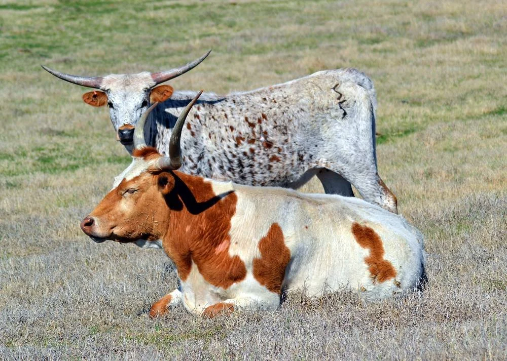 texas-longhorn-7.jpg