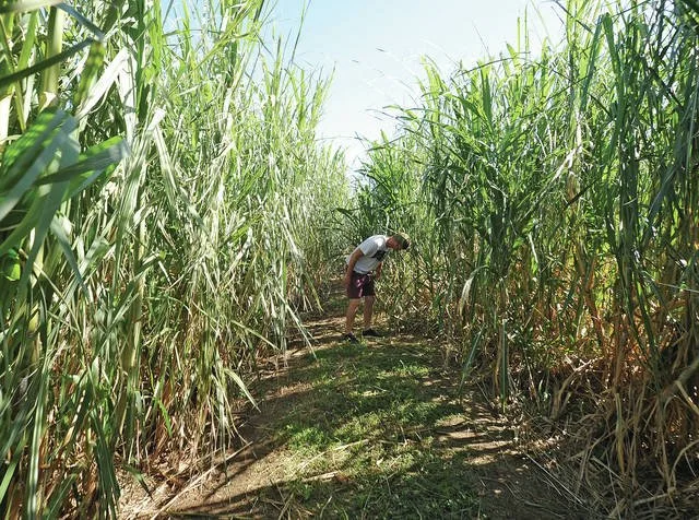 sugar cane 2.jpg