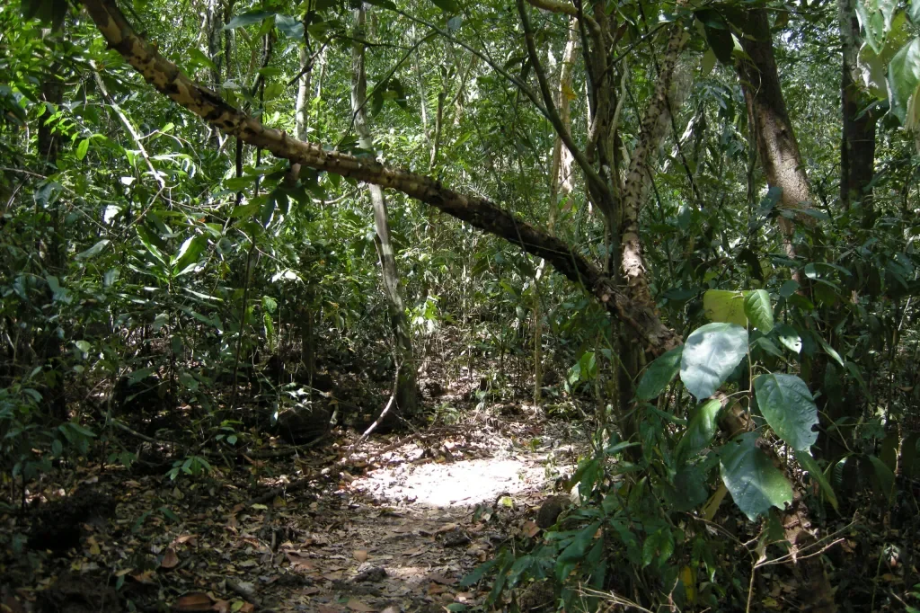 Cat_Tien_Park_Vietnam_tropical_forest-scaled.webp