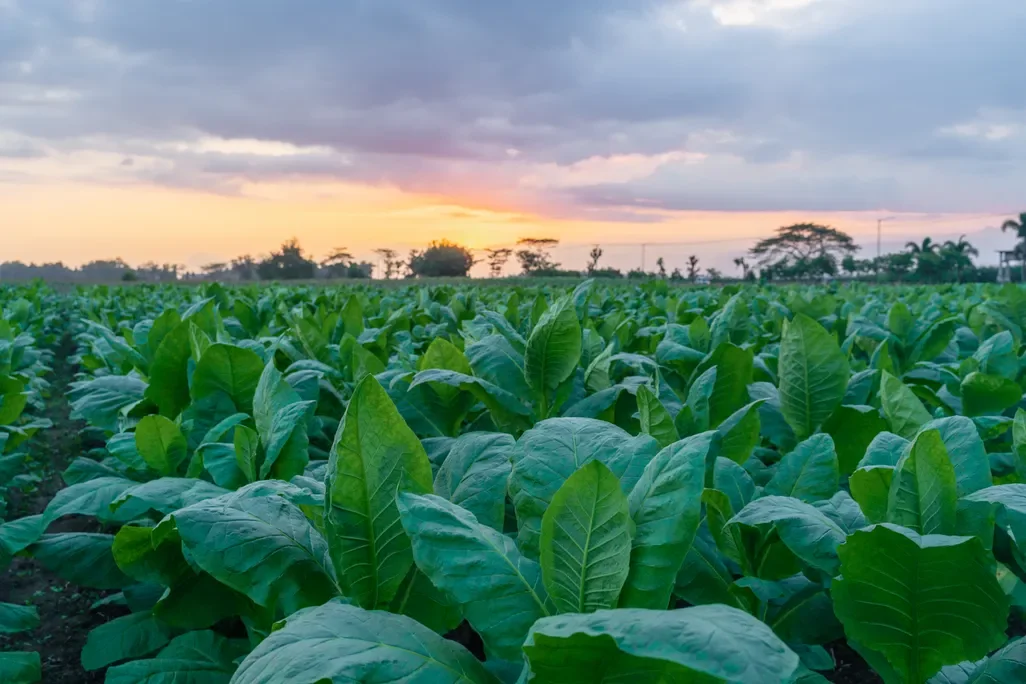 tobacco.webp