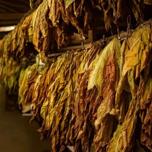 Harvesting-Curing-and-Fermenting-Whole-Leaf-Tobacco-header-8.webp
