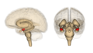 The human brain, shown from the side (left) and front (right), with the amygdala highlighted in red.