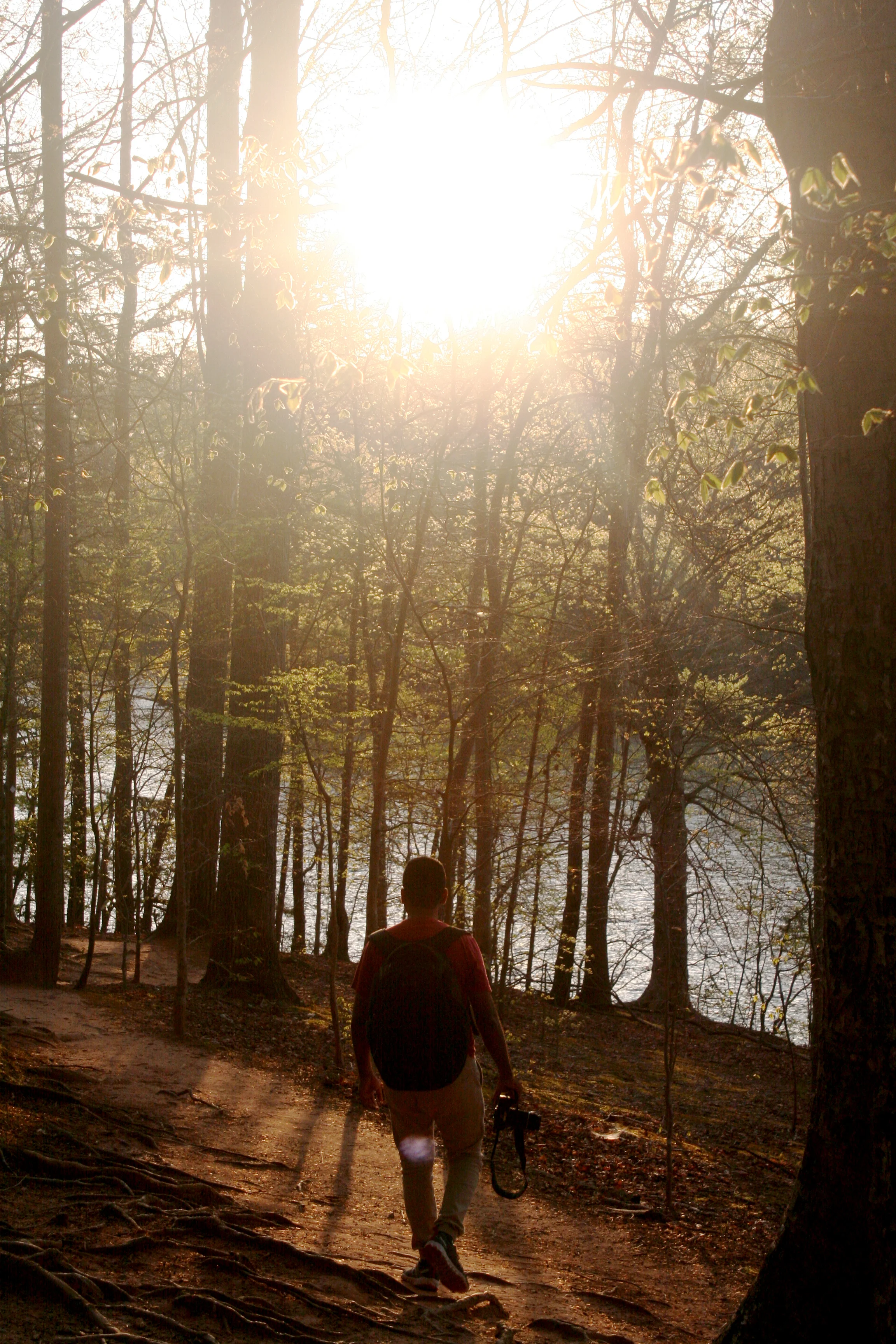 Canva - Man Walking Through the Forest.jpg