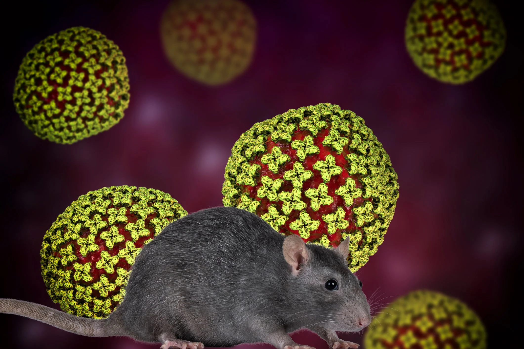Rat with potential Hantavirus, and how to cleanup up safely in NY