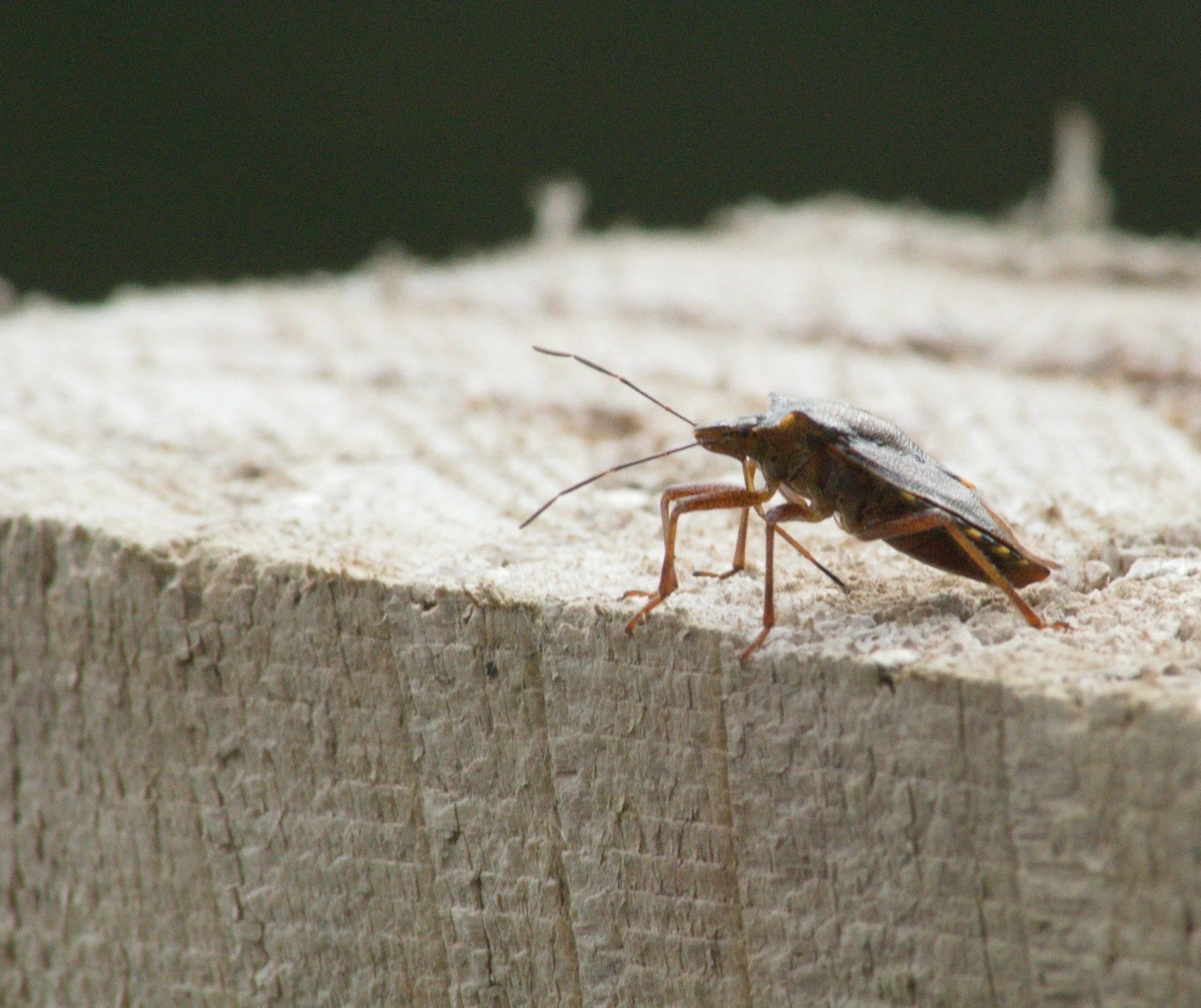 German Cockroach Did you know? NY