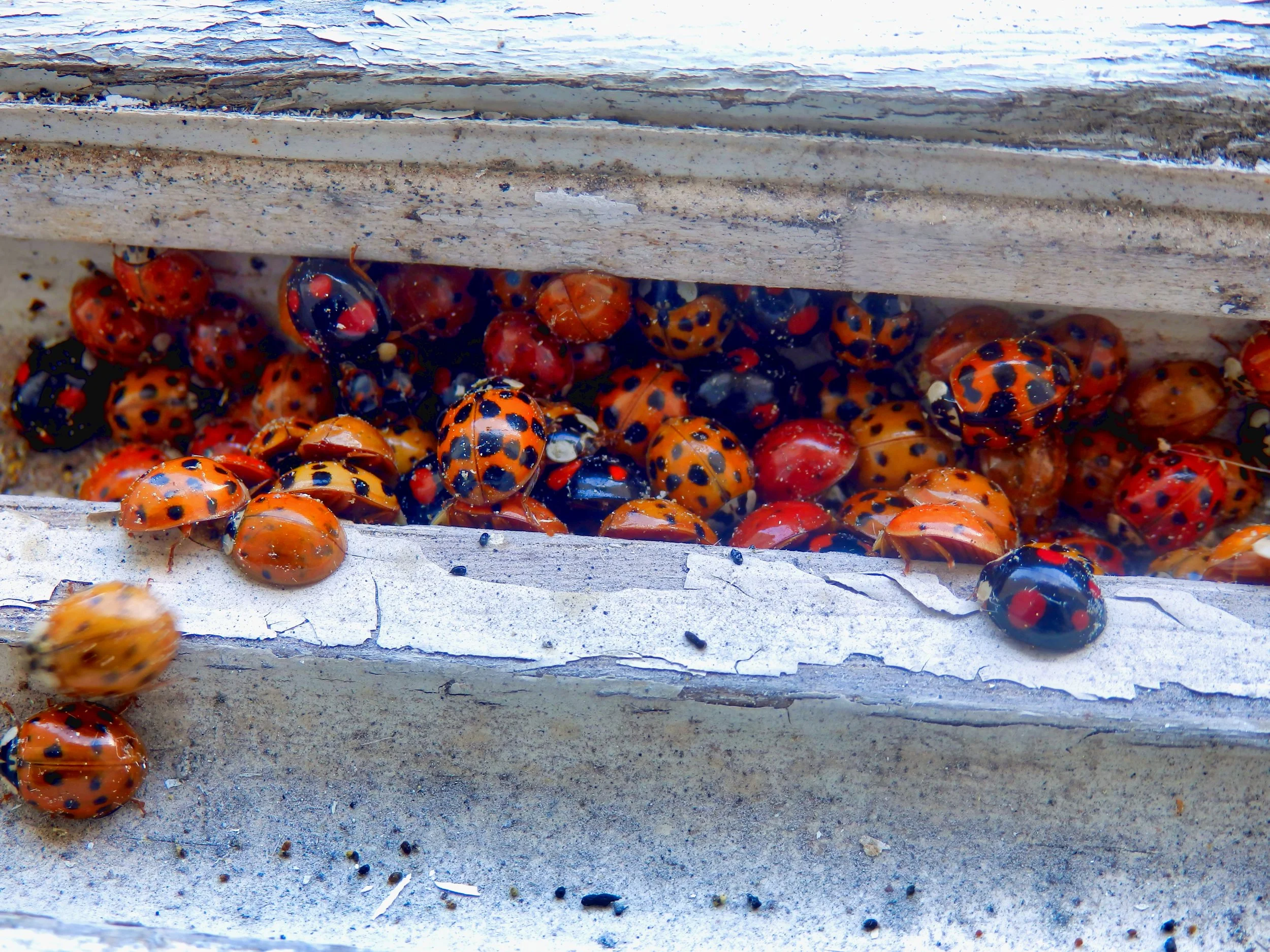 The Uninvited Guest: Your Fall Guide to Asian Lady Beetle &amp; Ladybug Control