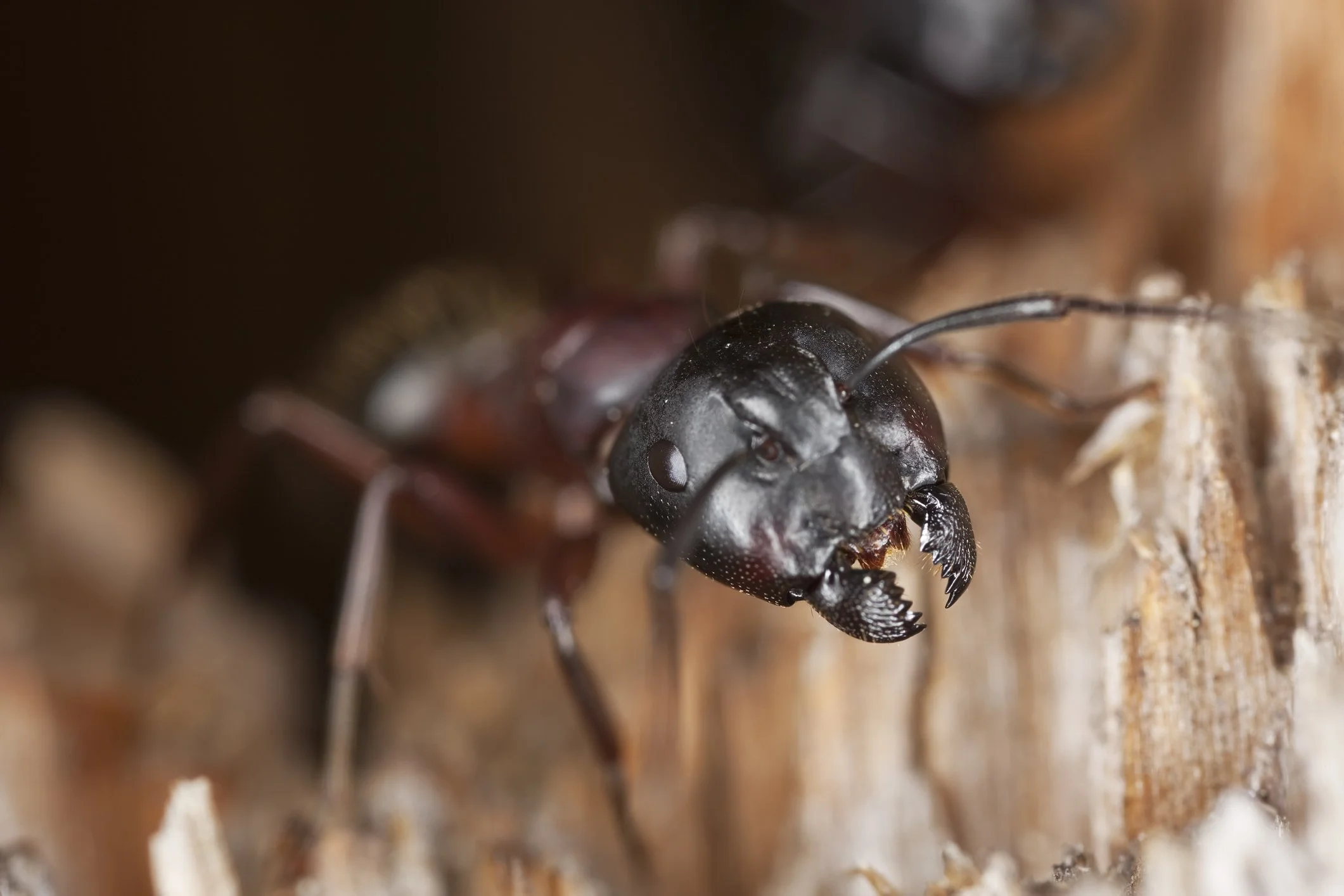 wood-boring carpenter ant pest in a new paltz ny home
