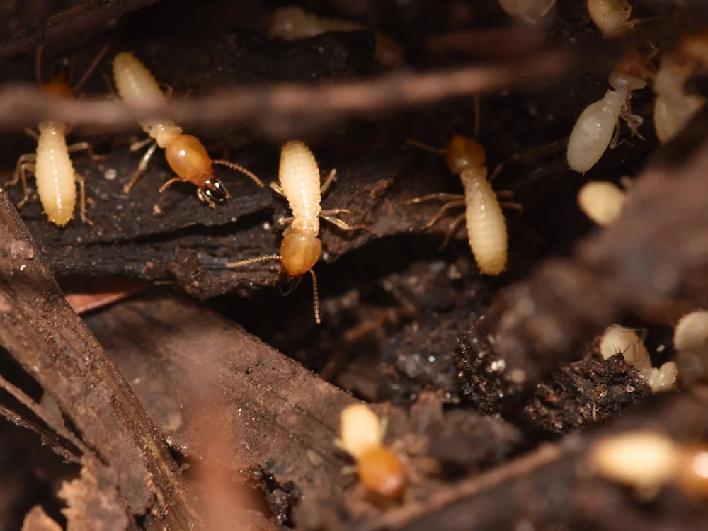 Formosan Termites