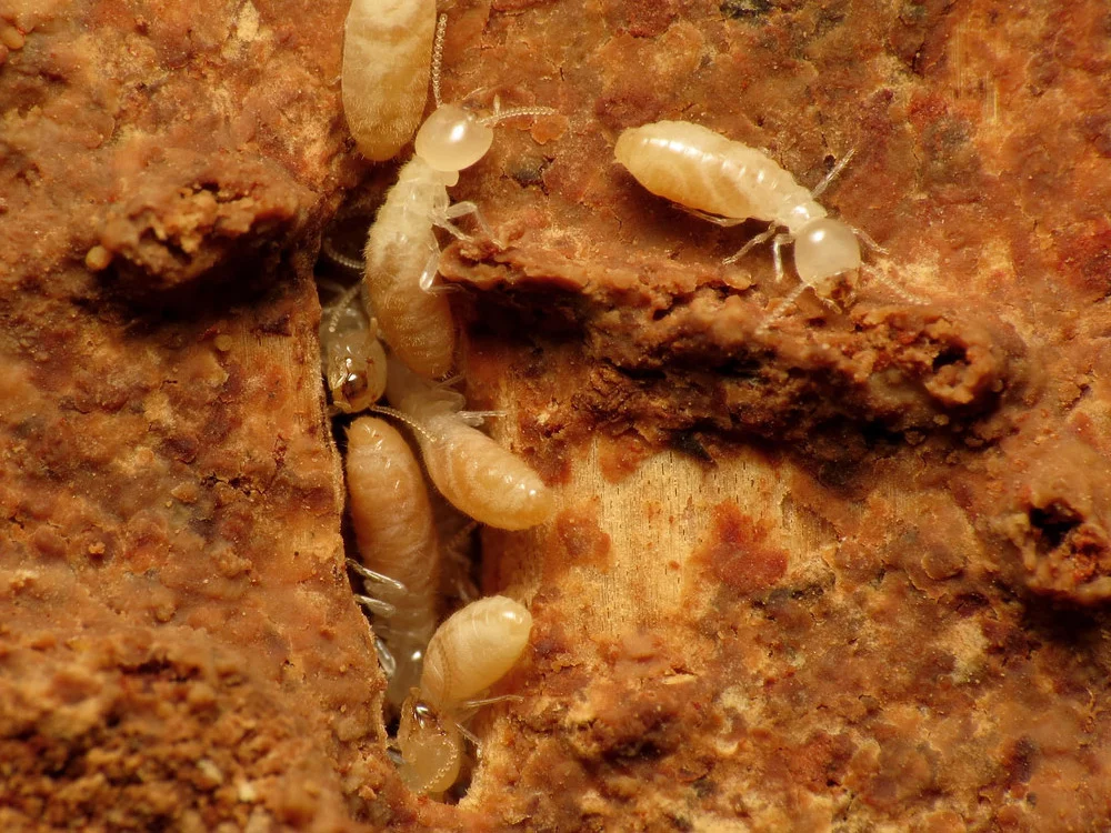 Eastern Subterranean Termites