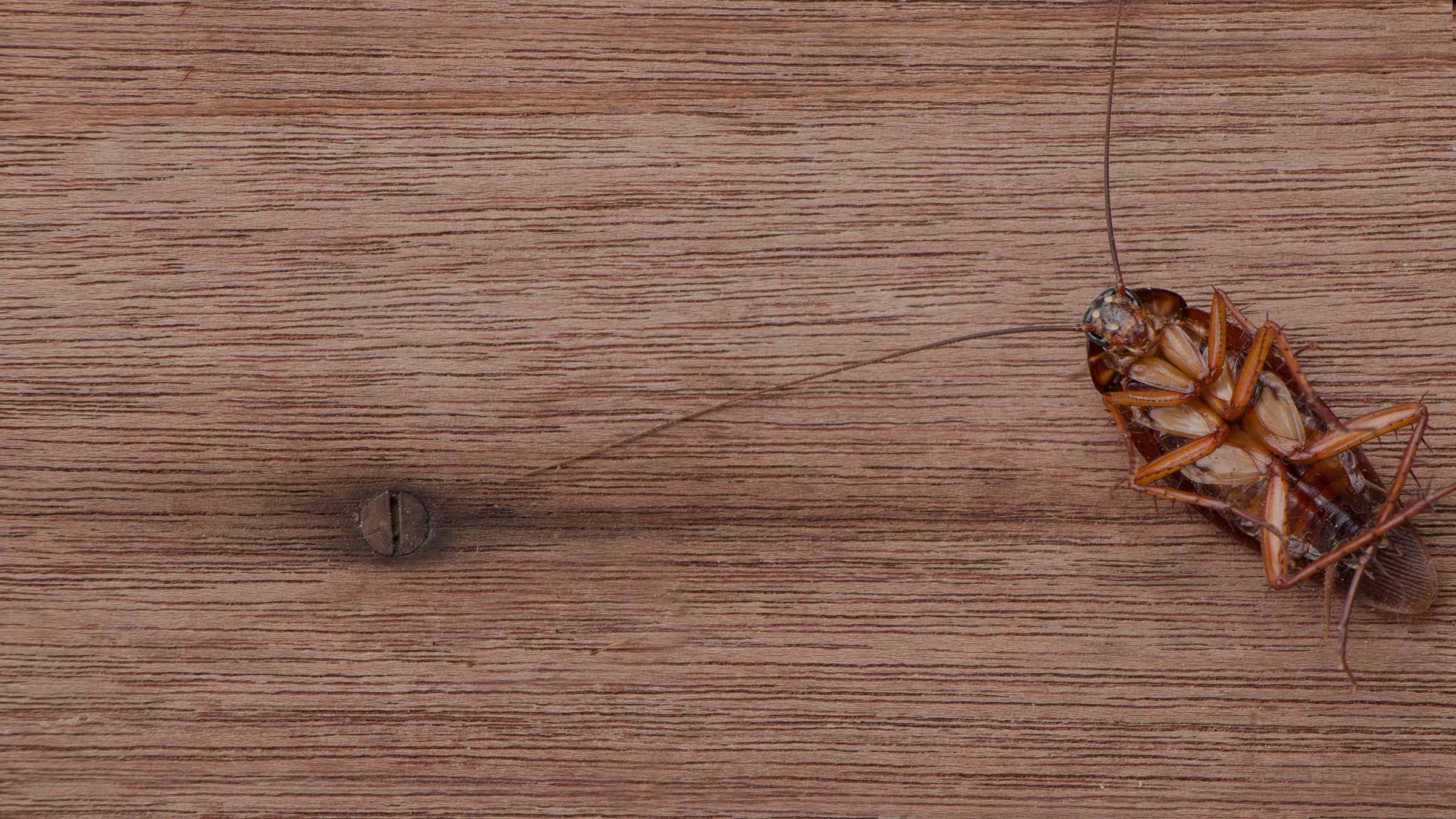 wood-dead-roach-background.jpg