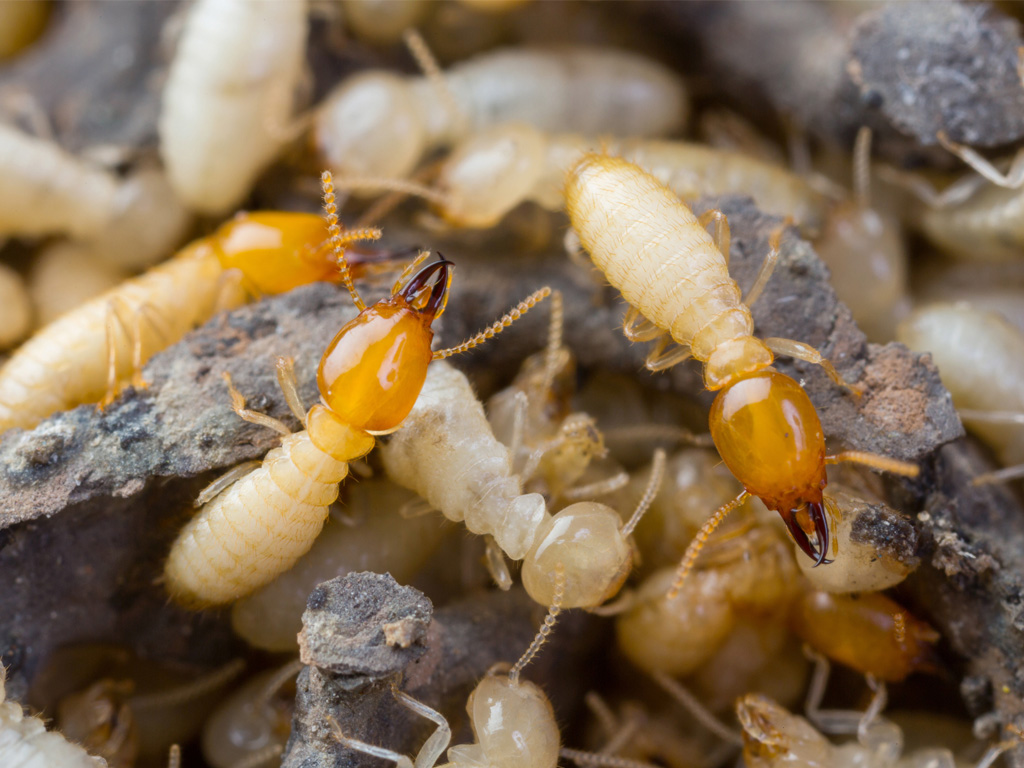 HPC-protect-termites.jpg