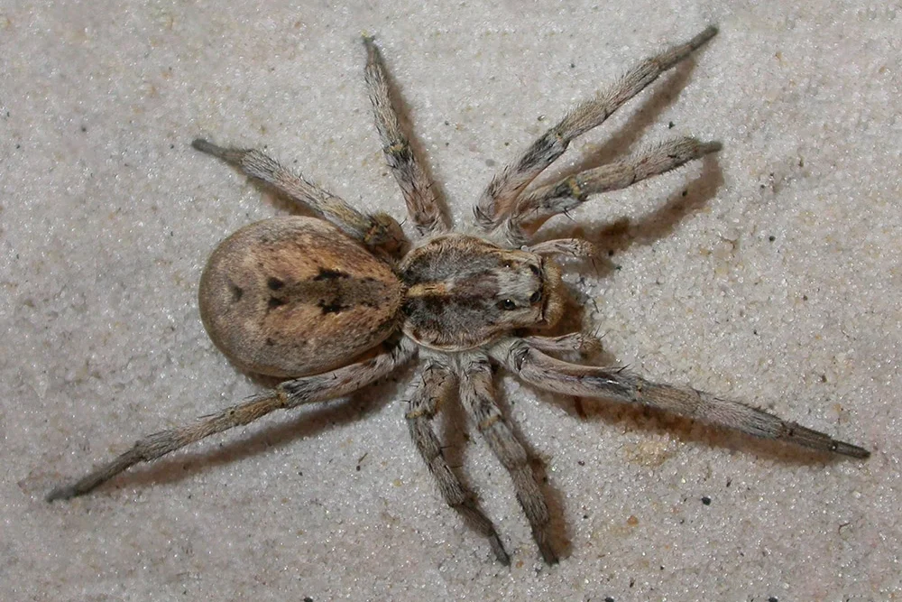 HPC-pest-guide-wolf-spider.jpg