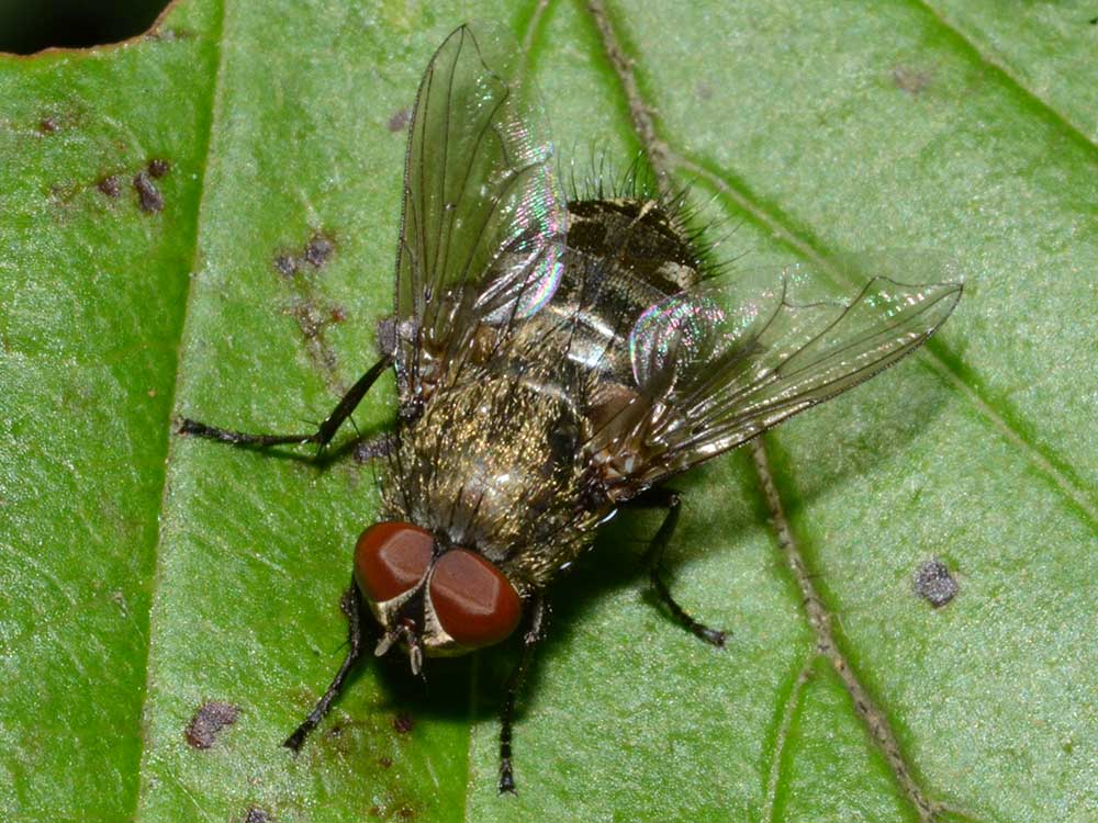 HPC-pest-guide-cluster-flies.jpg