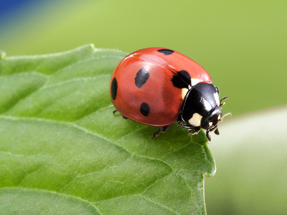 HPC-pest-guide-ladybugs.jpg