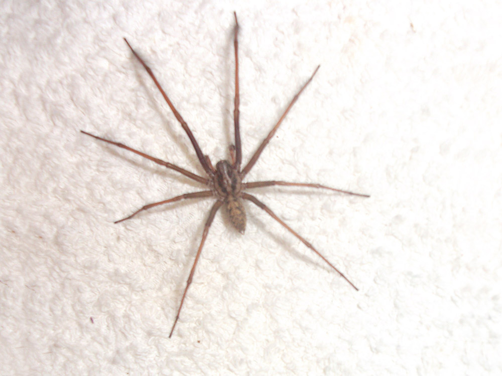 HPC-pest-guide-common-house-spider.jpg