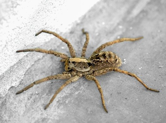 Hobo Spiders  Miche Pest Control