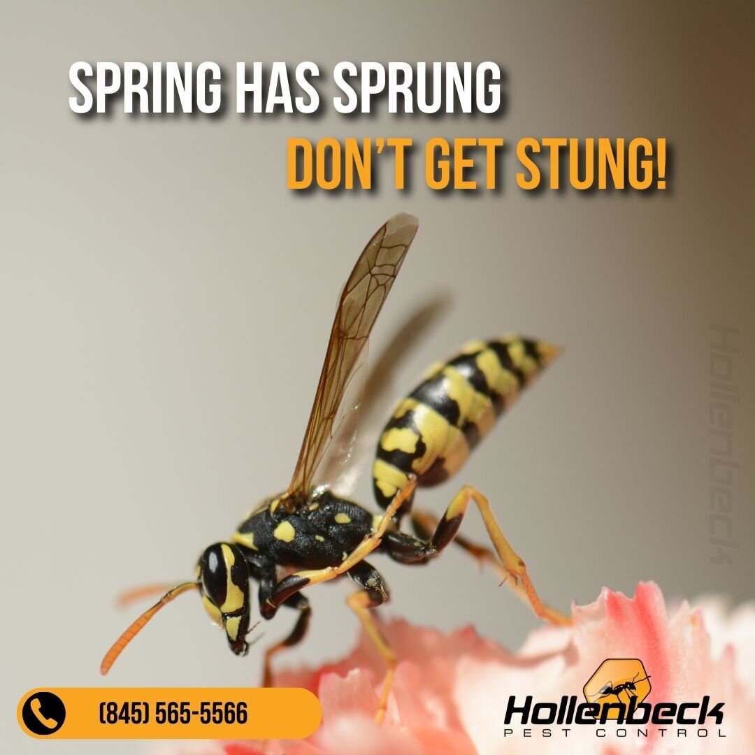 A swift warm breeze may bring more bees. 🌼🍃🐝

Happy Spring! 🌷

(845) 565-5566
#pestcontrol#exterminator#shoplocal#smallbusiness#hudsonvalley#hollenbeck #commercialpestcontrol #residentialpestcontrol 
#bees #spiders #ants #roaches #mice #spring #s