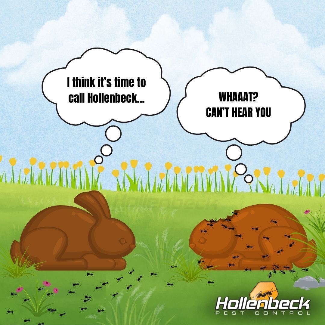 Every-bunny should call Hollenbeck Pest Control for their pest problems. 🐜🐰 (845) 565-5566

#pestcontrol#exterminator#shoplocal#smallbusiness#hudsonvalley#hollenbeck #commercialpestcontrol #residentialpestcontrol 
#ants #sugarants #pavementants