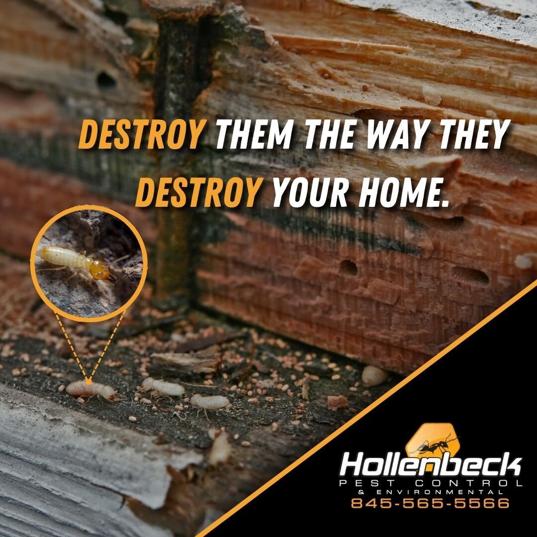 We offer termite inspections and various treatment options for termites. If you think you have activity, give us a call. (845) 565-5566 📞

#pestcontrol#exterminator#shoplocal#smallbusiness#hudsonvalley#hollenbeck #commercialpestcontrol #residentialp