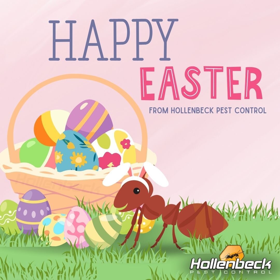 The Easter bunny looks different this year... 🤔

Happy Easter from the Hollenbeck Pest Control team!
🐰🌼🌷🥚

(845) 565-5566
#pestcontrol#exterminator#shoplocal#smallbusiness#hudsonvalley#hollenbeck #commercialpestcontrol #residentialpestcontrol 
#