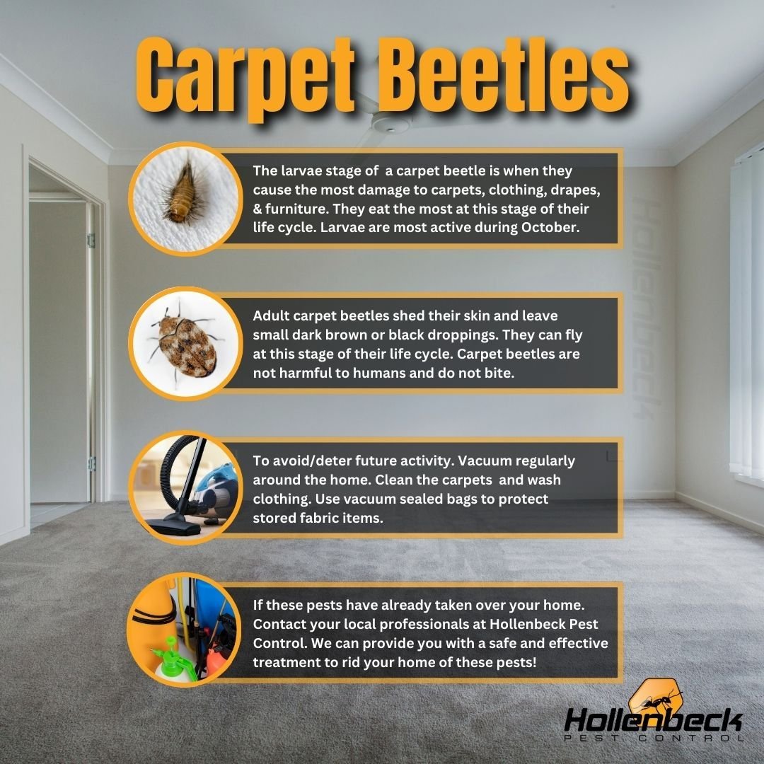 Although carpet beetles are most active during October. You can help prevent activity in your home by doing some spring cleaning! 

If you may have an issue. Don't worry give us a call!
(845) 565-5566

#pestcontrol#exterminator#shoplocal#smallbusines