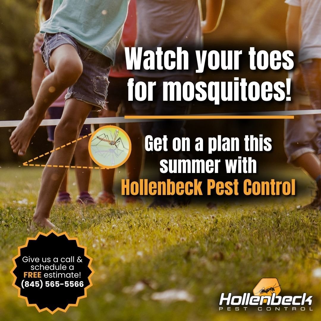 As the humid months start to arrive, the mosquitoes start to arise. Get on a Lawn Maintenance plan this season with Hollenbeck Pest Control. 

(845) 565-5566

#pestcontrol#exterminator#shoplocal#smallbusiness#hudsonvalley#hollenbeck #commercialpestco