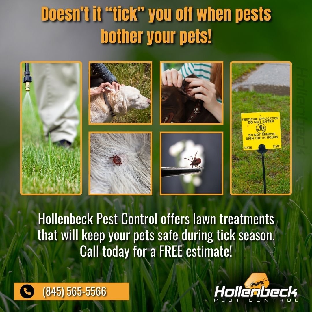 Ticks, fleas, and even mosquitoes. Our lawn services cover these particular pests. Give us a call and schedule a free estimate. 🦟

(845) 565-5566

#pestcontrol#exterminator#shoplocal#smallbusiness#hudsonvalley#hollenbeck #commercialpestcontrol #resi