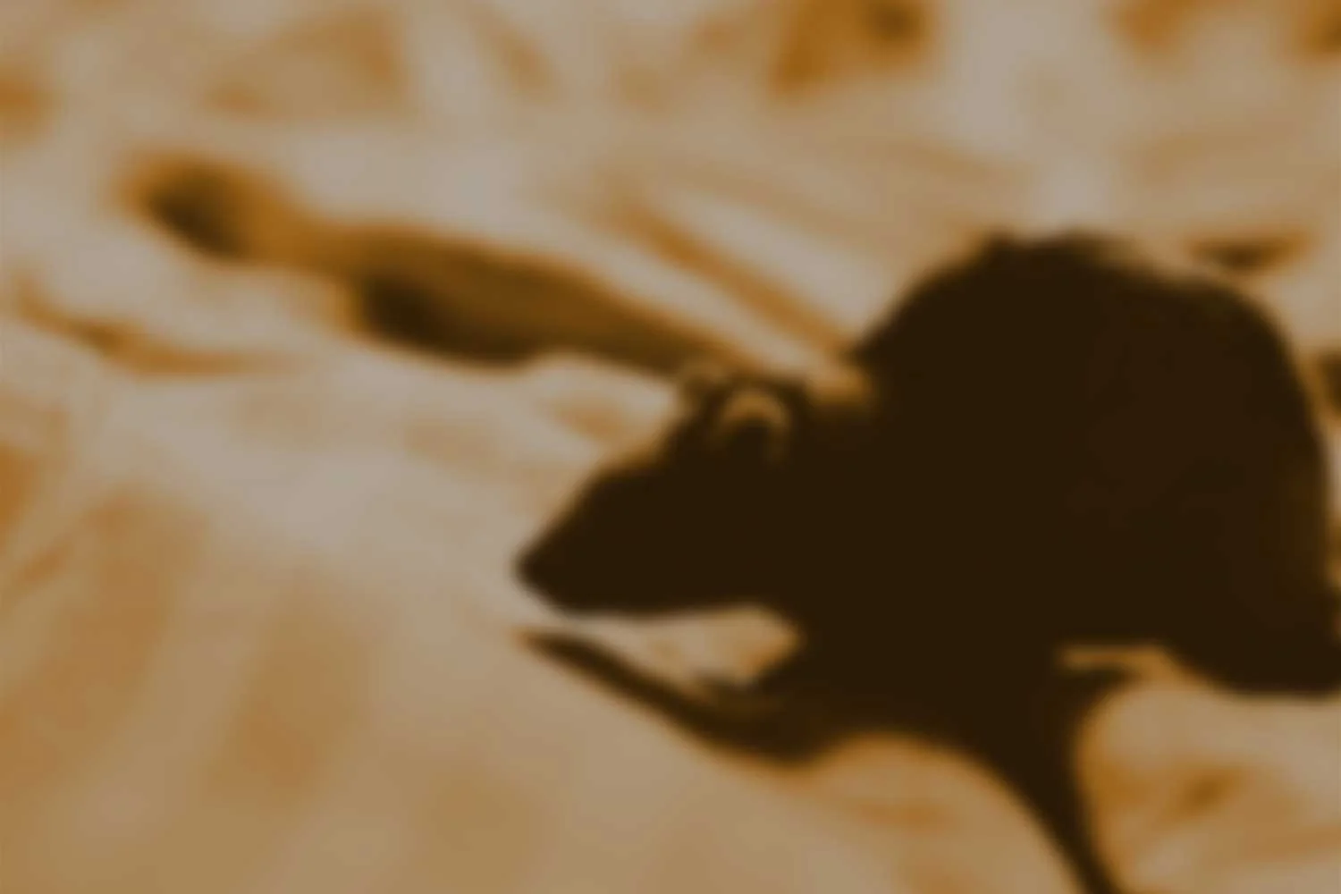 Hollenbeck Pest Control | Best Exterminator Service — Hudson Valley, NY