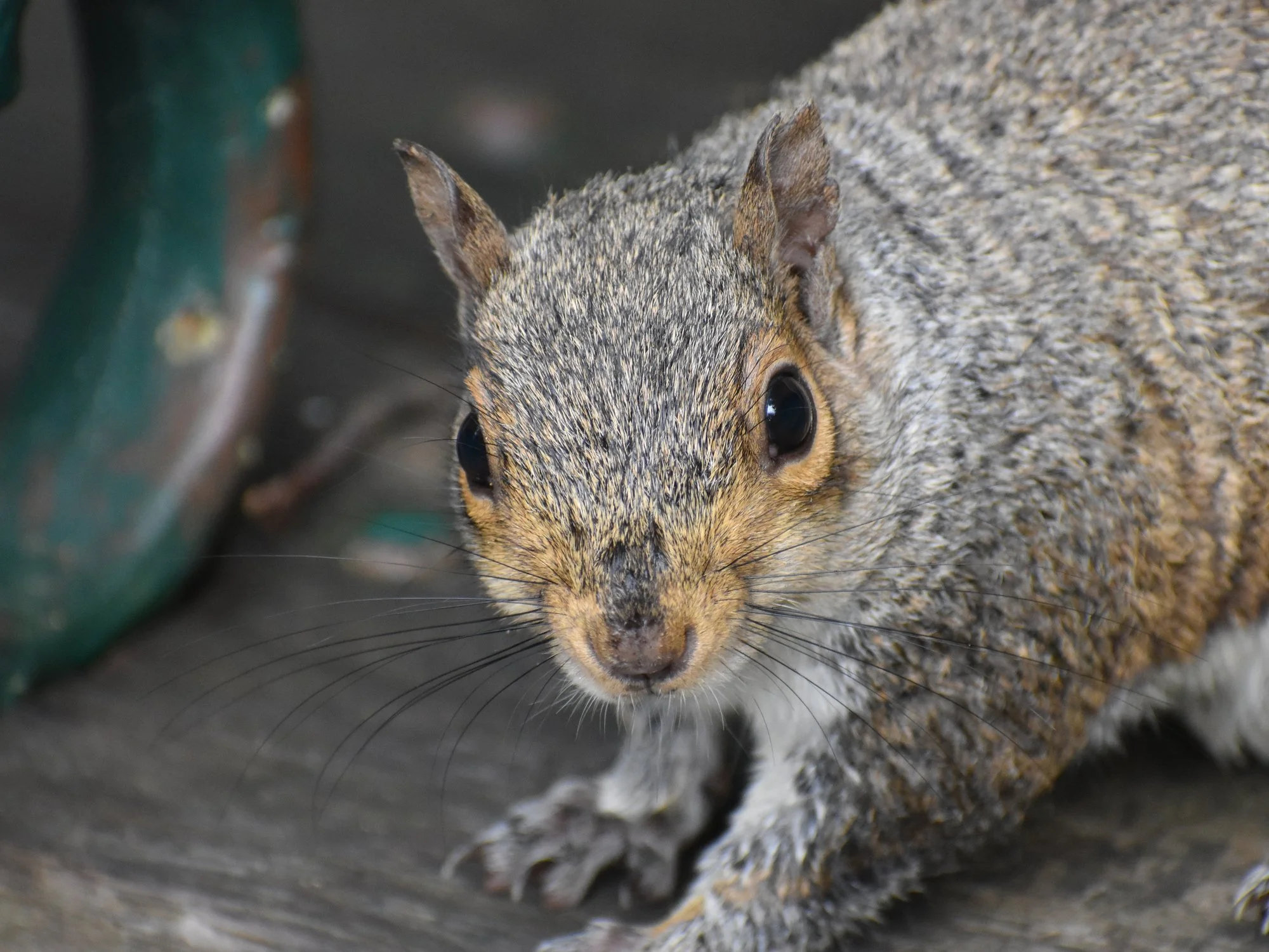 The Great Indoors Migration: It's Prime Time for Rodent Prevention