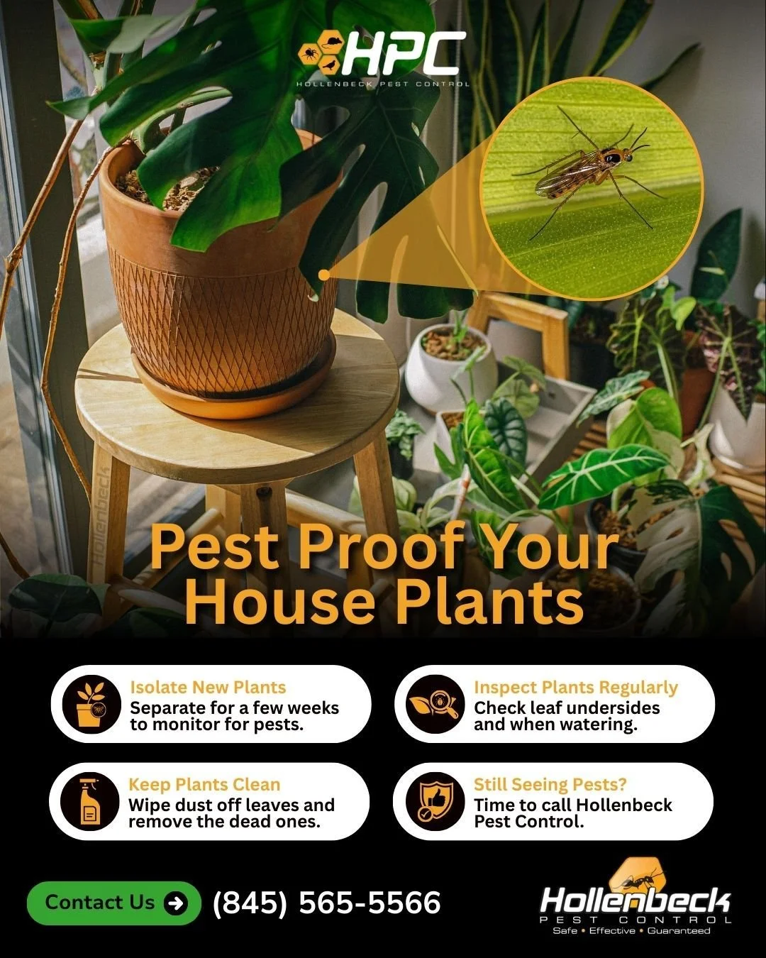 Your plants deserve protection, not pests. 🚫🐜🌿

📞(845) 565-5566

#pestcontrol #exterminator #shoplocal #smallbusiness #hudsonvalley #hollenbeck #residentialpestcontrol #interiorservice #exteriorservice #commericalpestcontrol  #fungusgnats #housep
