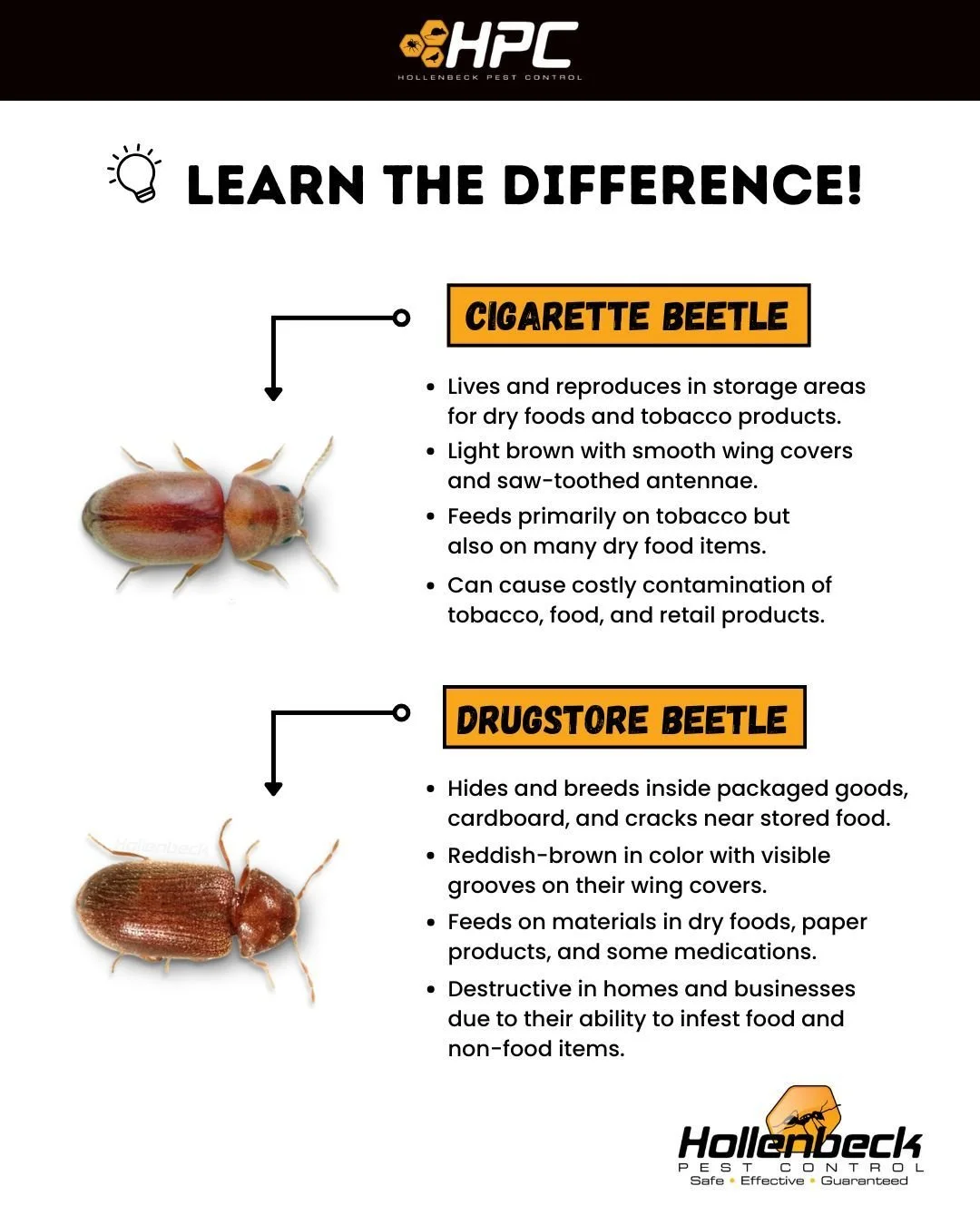 Drugstore beetles and cigarette beetles invade your goods in different ways, but both are pests you don&rsquo;t want. 🚫

Call for a free inspection:
(845) 565-5566

#pestcontrol #exterminator #shoplocal #smallbusiness #hudsonvalley #hollenbeck #resi