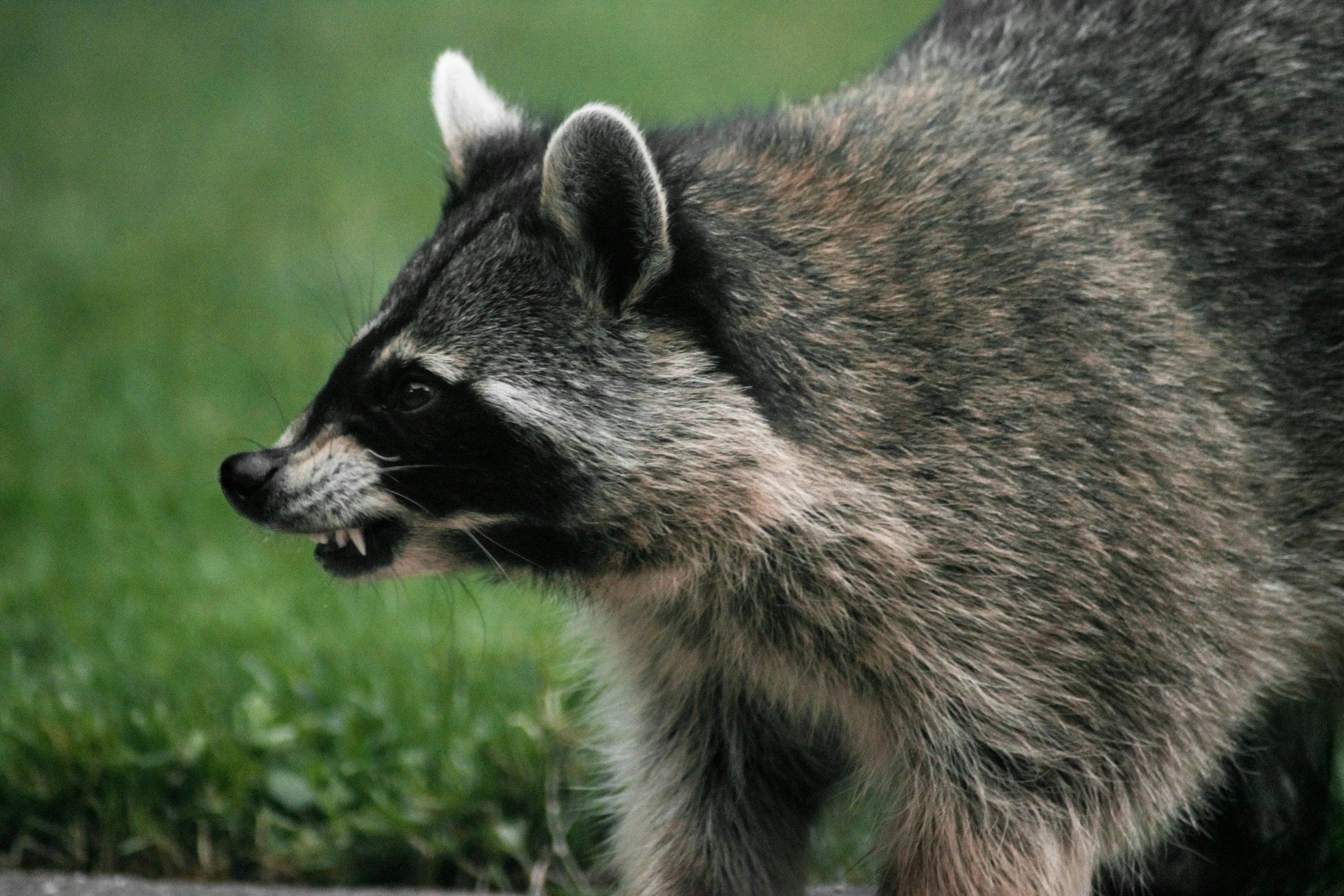 Wildlife Alert: Protecting Your Property from Spring Intruders